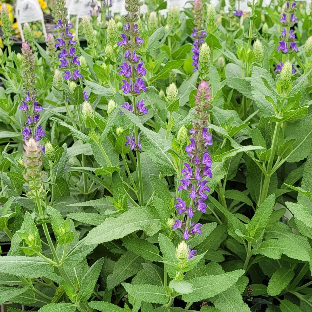 Salvia nemorosa 'Apex™ Blue' PPAF - Qt. – Evergreen Nursery, Inc.
