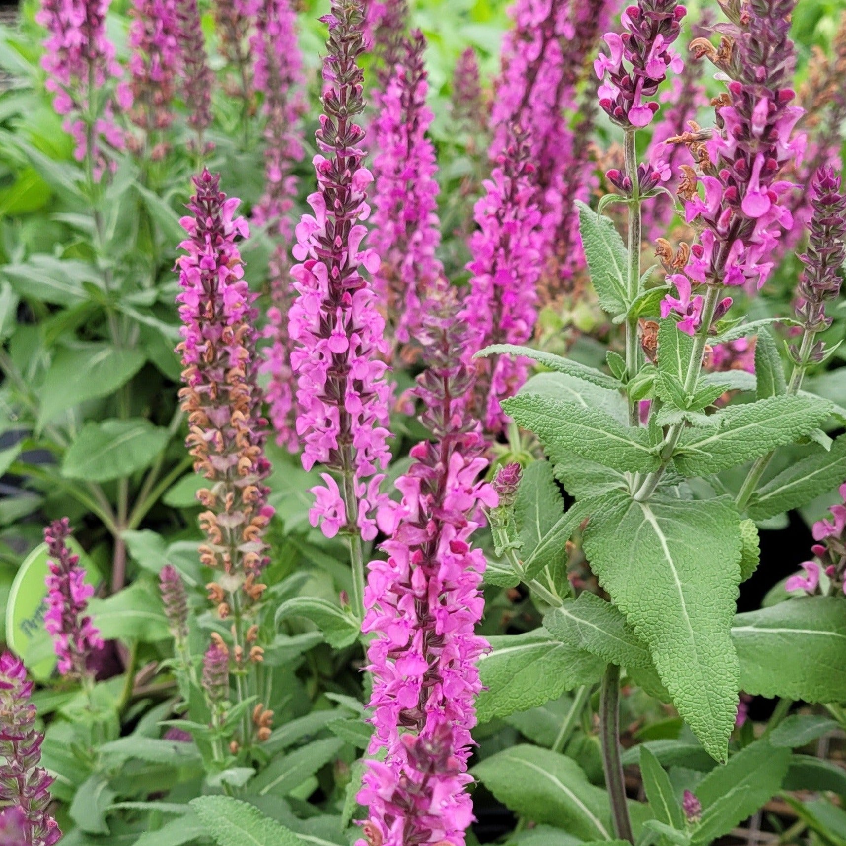 Salvia nemorosa 'Apex™ Pink' PPAF - Qt. – Evergreen Nursery, Inc.