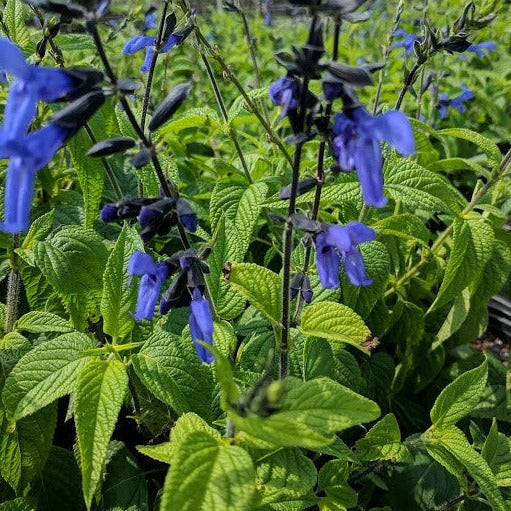 Salvia guaranitica 'Black & Blue' - #1