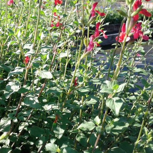 Salvia microphyla 'Hot Lips' - #1