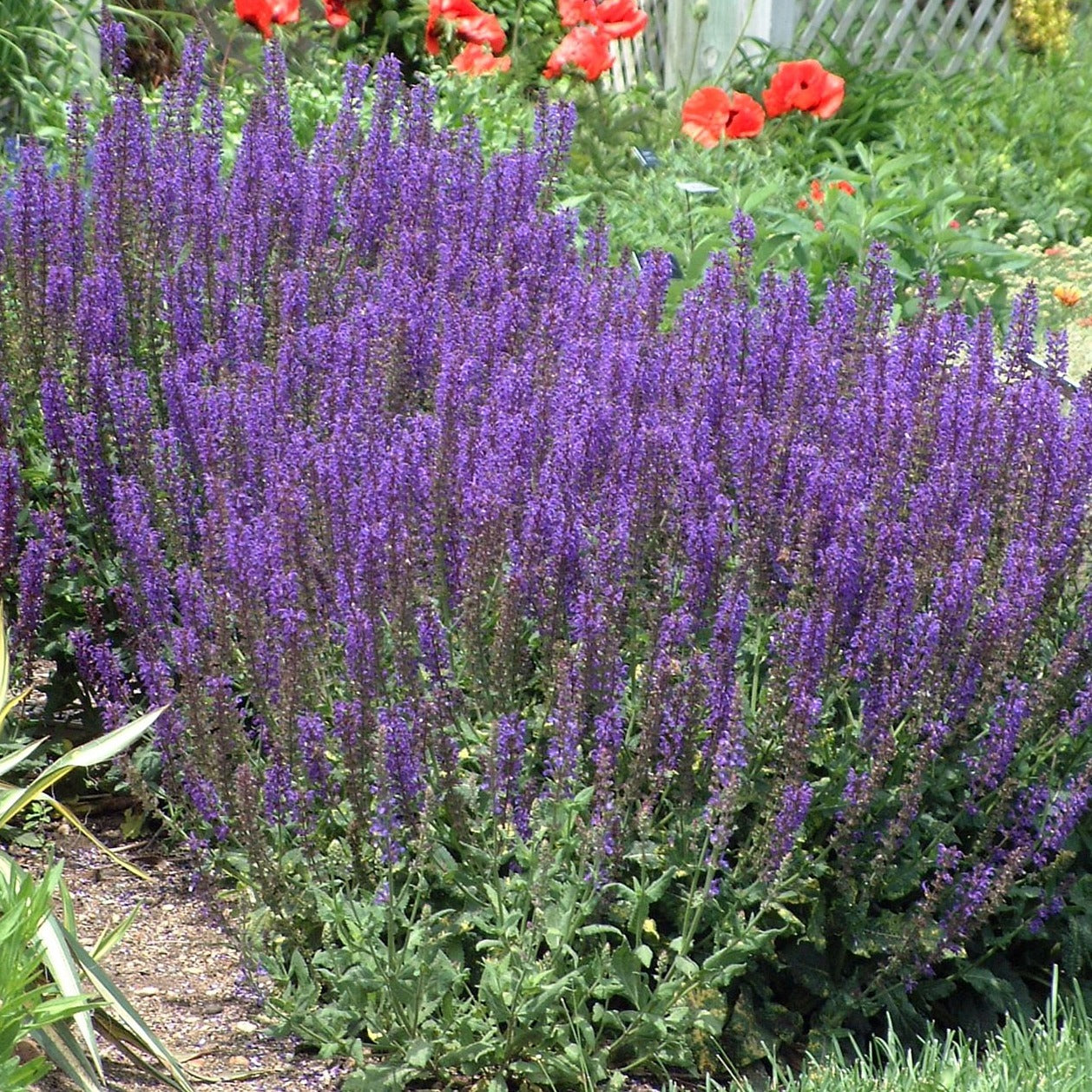 Salvia nemorosa 'May Night' - #1