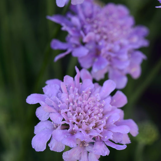 Scabiosa columbaria 'Flutter™ Deep Blue' PP28043 Pincushion Flower- Qt.