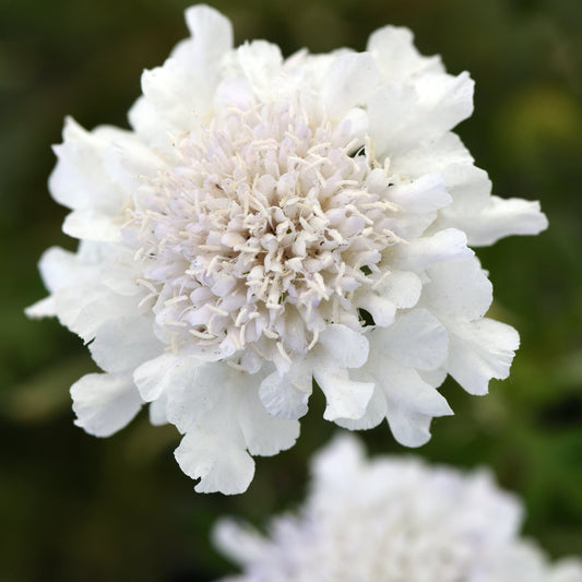Scabiosa columbaria 'Flutter™ Pure White' PP30119  Pincushion Flower - Qt.