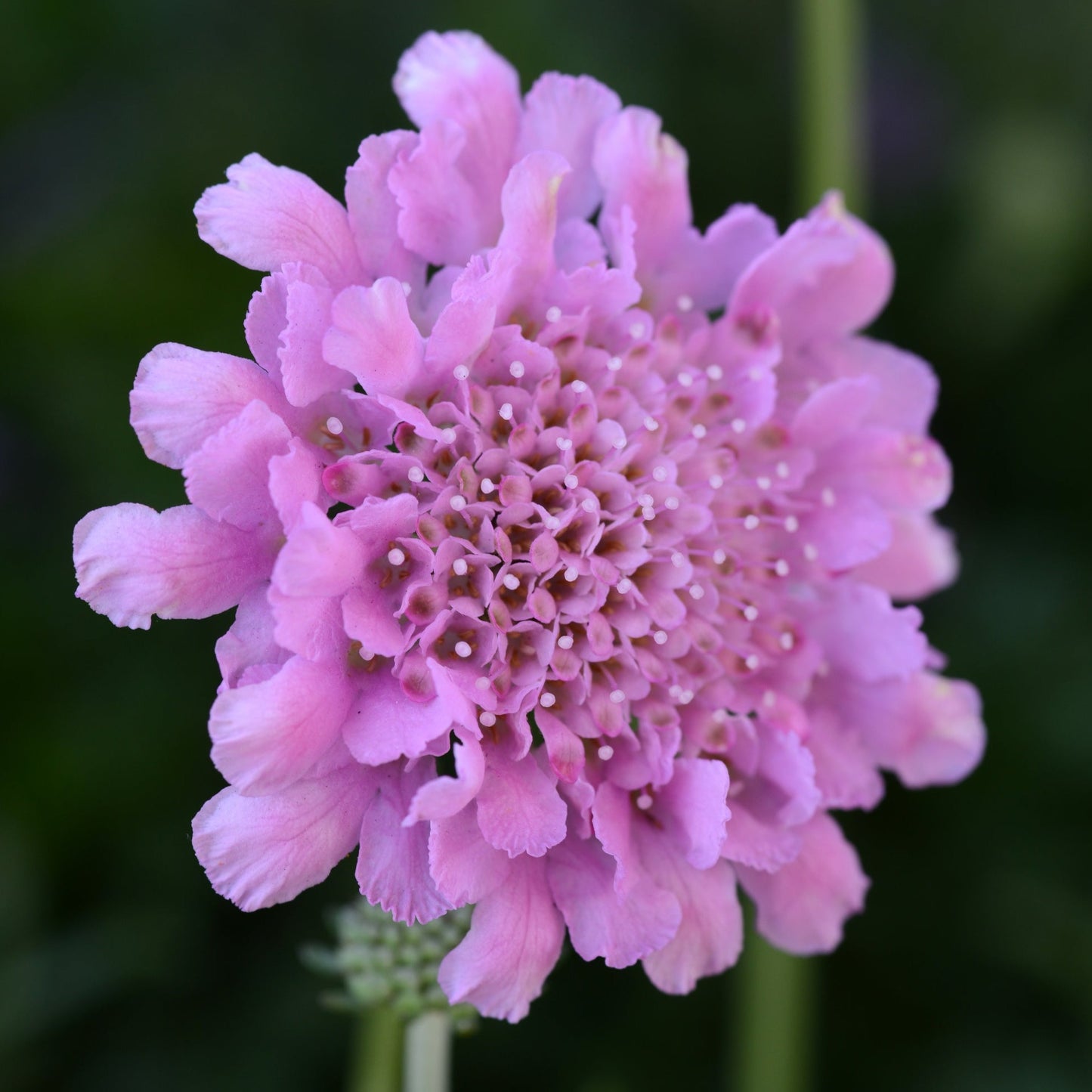 Scabiosa columbaria 'Flutter™ Rose Pink' PP27809 Pincushion Flower - Qt.