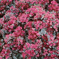 Sedum Sunsparkler ® 'Blue Elf' PP27113 - 4.5"