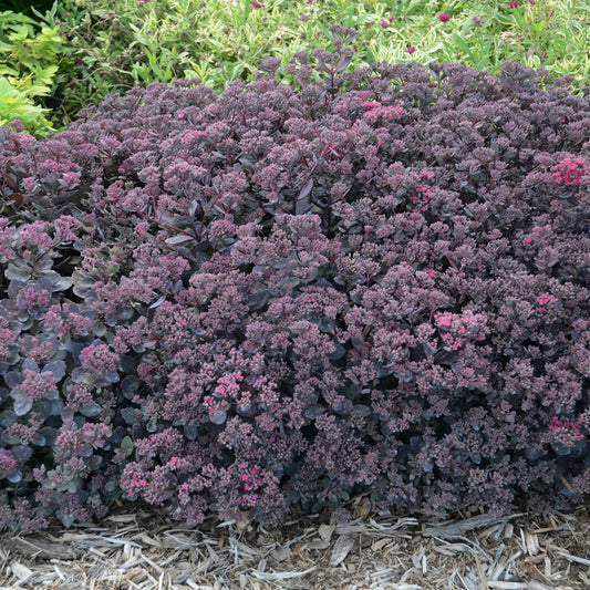 Sedum SunSparkler ® 'Dazzleberry' PP22457 - 4.5"