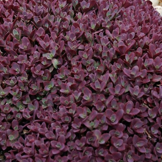 Sedum SunSparkler ® 'Firecracker' PP26595 - 4.5"