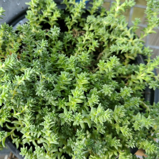 Sedum acre var. aurea Gold Moss- 4.5"