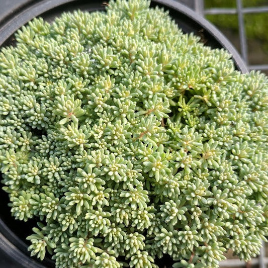 Sedum hispanicum var. 'Minus' - 4.5"