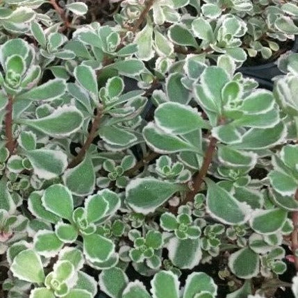 Sedum spurium 'Tricolor' - 4.5"