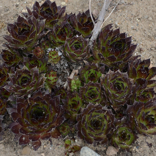 Sempervivum 'Black' Hens & Chicks - 4.5"