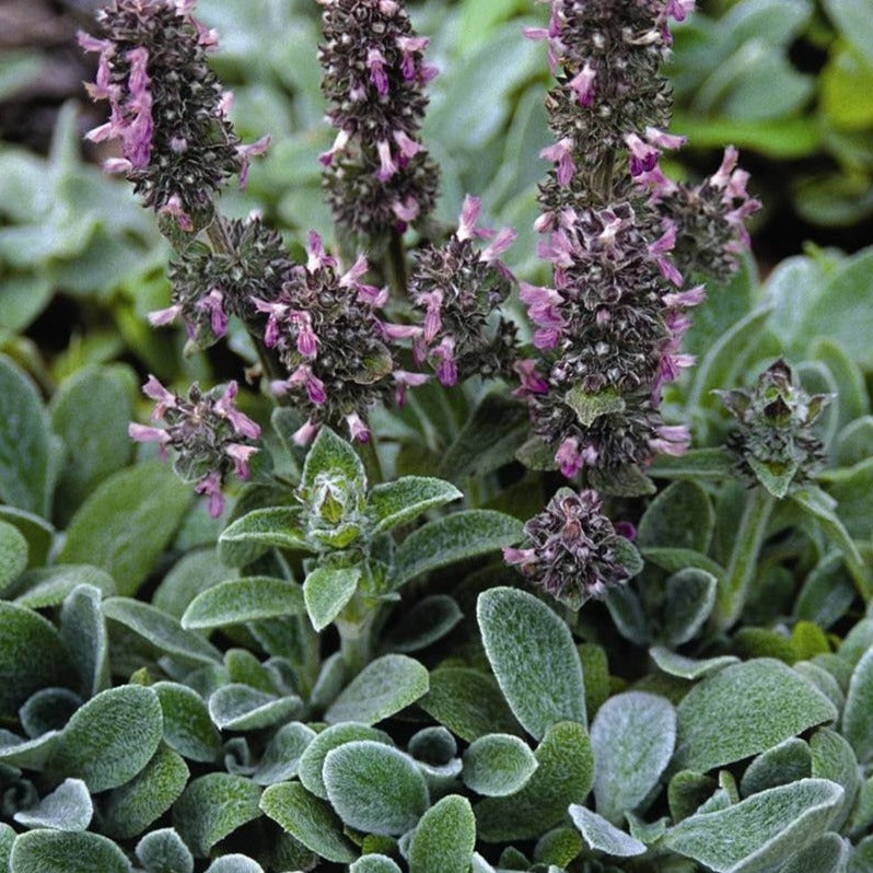 Stachys byzantine 'Silky Fleece'  Lambs Ears - Qt.