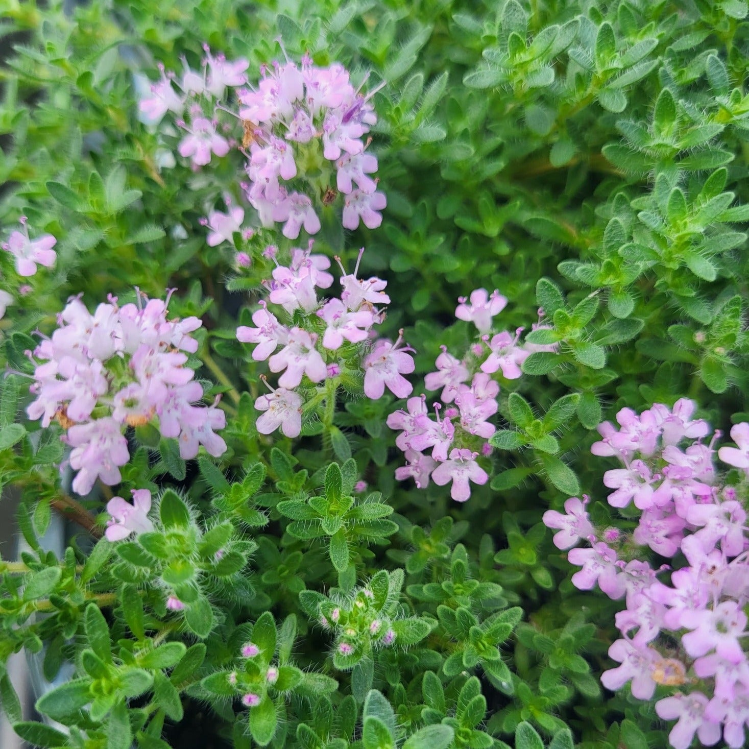 Thymus serpyllum 'Pink Chintz' Creeping Thyme 3.5" Evergreen