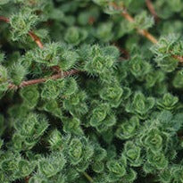 Thymus pseudolanuginosus Wooly Thyme - 4.5"