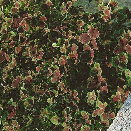 Trifolium repens 'Atropurpureum' Bronze Dutch Clover - 4.5"