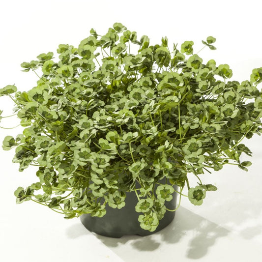 Trifolium repens 4 Luck® 'Green Glow'  Clover - 4.5"