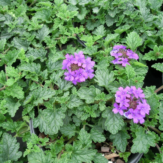 Verbena x 'Homestead Purple' - #1