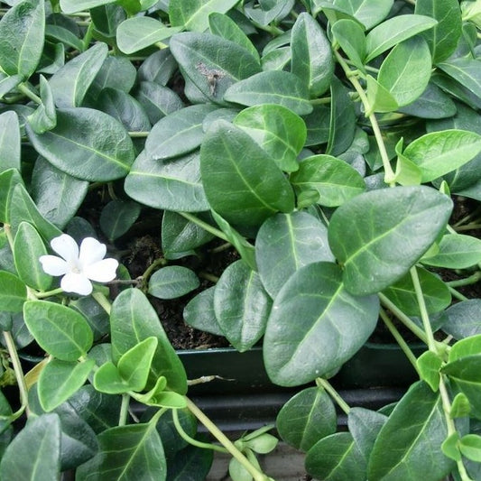 Vinca minor 'Alba'  White Flowering Periwinkle - 4"R