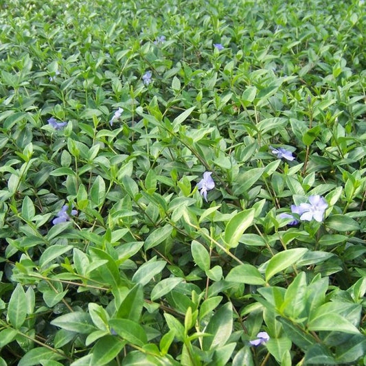 Vinca minor Periwinkle - 3.5"