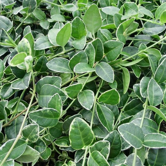 Vinca minor 'Ralph Shugart' - 4"R